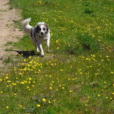 La Casa De Piedra Navarredonda de Gredos
